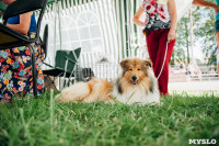 Всероссийская выставка собак в Туле: серьезные сенбернары, изящные пудели и милые шпицы, Фото: 6