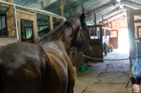 А пони тоже кони: 9-летняя тулячка – числе лучших в конном спорте по выездке, Фото: 4