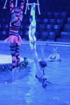Aqua Show в Тульском цирке, Фото: 6
