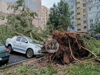 Поваленные деревья на ул. Пузакова, Фото: 14