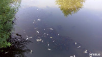 В реке Воронке отравили рыбу?, Фото: 7