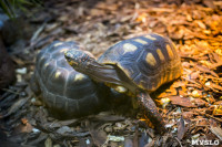 Черепахи в экзотариуме, Фото: 38