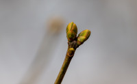 Весна идет!, Фото: 38