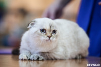 В Туле прошла выставка «Пряничные кошки» , Фото: 100