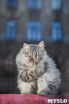 Коты и кошки в Туле, Фото: 39