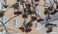 Нашествие дроздов в Туле, Фото: 9