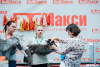 Выставка "Пряничные кошки" в ТРЦ "Макси", Фото: 38