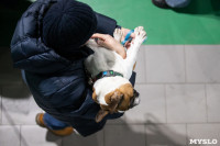 Выставка собак в Туле, Фото: 239