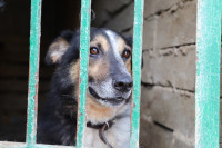 Истории питомцев тульского приюта «Любимец»– в международный день собак, Фото: 13
