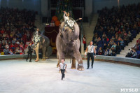 Шоу слонов в Тульском цирке, Фото: 60