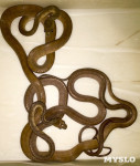 Через 4 месяца в Тульском экзотариуме появятся редкие змеята , Фото: 3