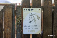 Конный клуб Рыжий пони , Фото: 42
