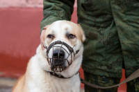 Как живет собачий патруль Туламашзавода, Фото: 31