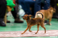 Пражский крысарик, хотошо и кангал: в Туле прошла выставка собак всех пород, Фото: 93