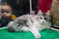 Выставка кошек в Туле, Фото: 65