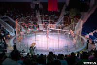 В Тульском цирке родился тигролев, Фото: 16