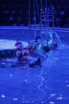 Aqua Show в Тульском цирке, Фото: 7