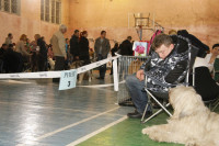 В Туле прошла всероссийская выставка собак, Фото: 23
