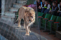 Новая программа в Тульском цирке «Нильские львы». 12 марта 2014, Фото: 4