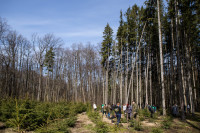 посадка деревьев в Ясной Поляне, Фото: 24