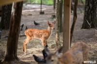 Семейство оленей в зооуголке, Фото: 17