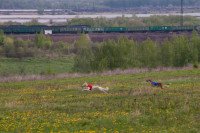 В Туле состоялись собачьи бега, Фото: 36