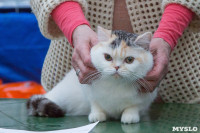 Выставка кошек в Туле, Фото: 58