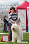 В Туле прошла Всероссийская выставка собак , Фото: 9
