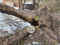 В Туле упавшее на девятиэтажку дерево повредило несколько балконов, Фото: 4