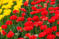 В Туле расцвели тюльпаны, Фото: 52