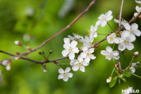 Весна в Туле, Фото: 8