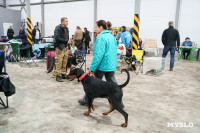 Сиба-ину, шпицы и алабаи: в Туле состоялась выставка собак, Фото: 16