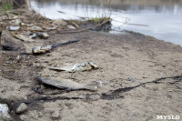 В реке Чернь погибла рыба, Фото: 28