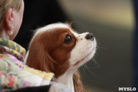 В Туле прошла Всероссийская выставка собак всех пород, Фото: 41