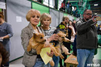 Выставка собак в Туле , Фото: 62