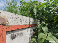 Деревню под Тулой атаковали прожорливые гусеницы , Фото: 7