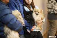 Выставка собак в Туле 29.02, Фото: 46