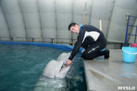 Дельфинарий в Туле, Фото: 23