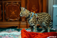 Бэби-леопард дома: зачем туляки заводят диких сервалов	, Фото: 1