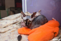 В Туле прошла выставка «Пряничные кошки» , Фото: 86