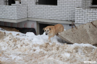 Отлов бездомных собак в Туле и области: «Континент+» рассказал об особенностях работы, Фото: 4