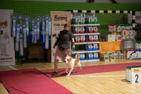 В Туле прошла выставка собак всех пород, Фото: 150