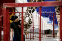 Цирк больших зверей в Туле: милый жираф Багир готов целовать и удивлять зрителей, Фото: 15