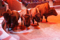 Шоу Гии Эрадзе «5 континентов» в Тульском цирке: феерия уже началась!, Фото: 21