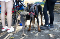 В Туле прошла выставка собак всех пород: фоторепортаж, Фото: 18