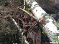 В Тульской области в лесу поисковики нашли захоронение артиллеристов и лошадей, Фото: 5