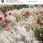 Цветочный джем: Тульское поле в Москве, Фото: 22