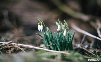 Подснежники в феврале: весна идет!, Фото: 7