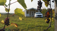 Виноград с южных склонов Дубны: как работает необычная семейная ферма в Тульской области, Фото: 59