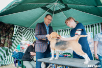 Всероссийская выставка собак в Туле, Фото: 36